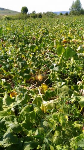 WhatsApp Image 2019-08-13 at 10.02.08