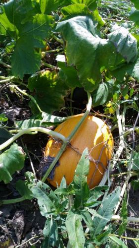 WhatsApp Image 2019-08-13 at 10.02.21