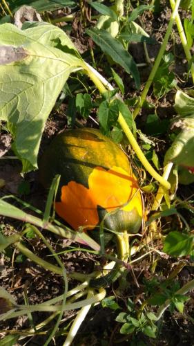 WhatsApp Image 2019-08-13 at 10.02.22